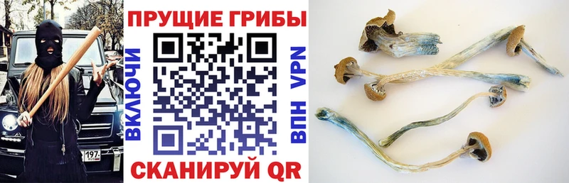 Купить где  Каменск-Шахтинский  Псилоцибиновые грибы ЛСД 
